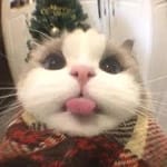 Ismael Ceballos Avatar